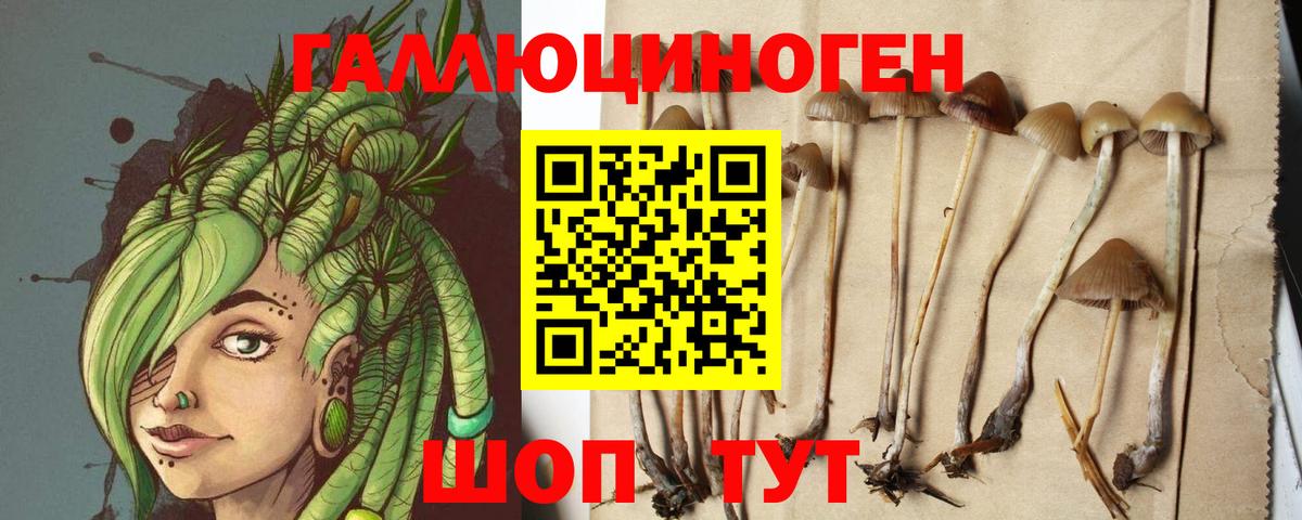 Курчатов  Псилоцибиновые грибы мухоморы  Вход с VPN 